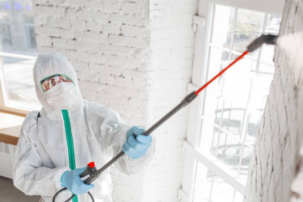 Environmental Consulting for Mold Prevention in Alexander, AR